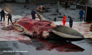 Scopri di più sull'articolo L’Islanda ferma la caccia alla balena.